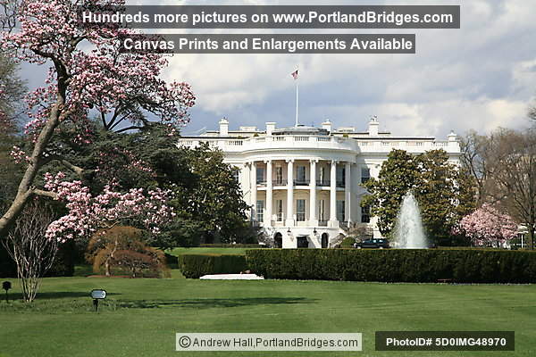 South Facade, White House, Spring Blossoms