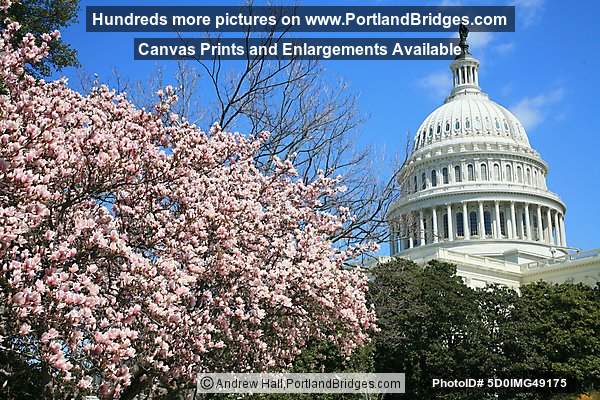 US Capitol Building, Cherry Blossoms, Washington, DC