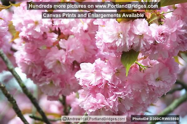 Cherry Blossoms (Portland, Oregon)