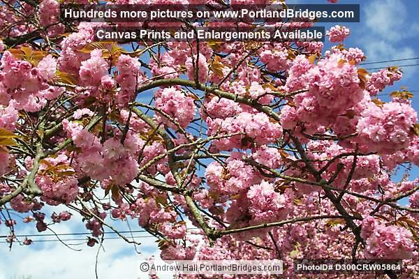 Cherry Blossoms (Portland, Oregon)