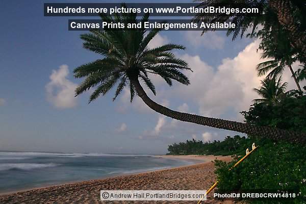 Oahu, Hawaii, North Shore, Sunset Beach: Crooked Palm Tree