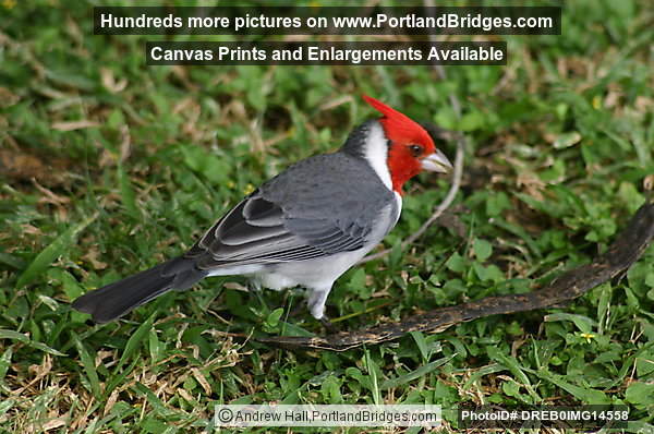 Oahu, Hawaii: Red Crested Cardinal