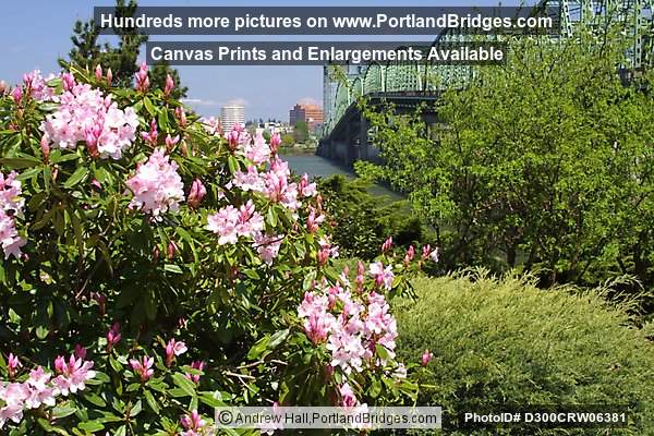 Spring Flowers at Interstate Bridge (Portland, Oregon)