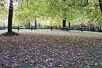 Portland Laurelhurst Park Fall Leaves 