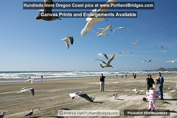 Nye Beach, Gulls, Newport, Oregon