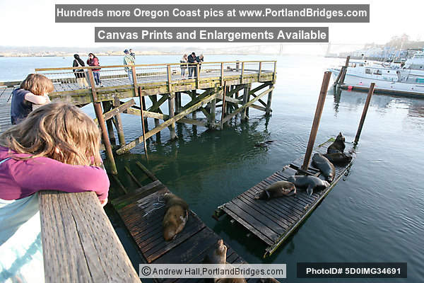 Sea Lions, Bayfront, Newport, Oregon