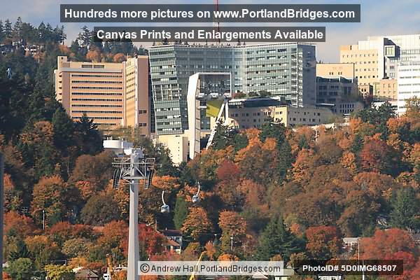 OHSU, Portland Aerial Tram, Fall Leaves