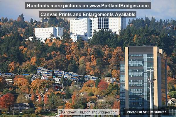 Veterans Hospital, OHSU, Portland Aerial Tram, Fall Leaves