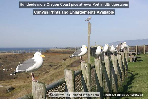 Sea Gulls, Boiler Bay, Oregon Coast