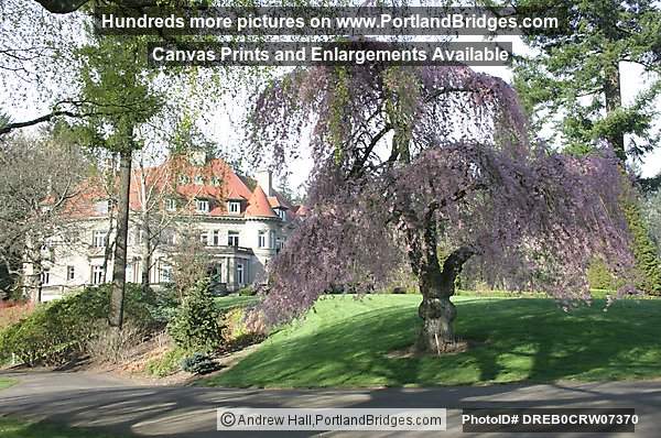 Spring Blossoms, Pittock Mansion (Portland, Oregon)
