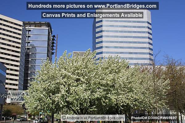 Portland World Trade Center, Spring Blossoms