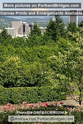 Portland Cityscape, Portland Rose Garden, Mt. Hood