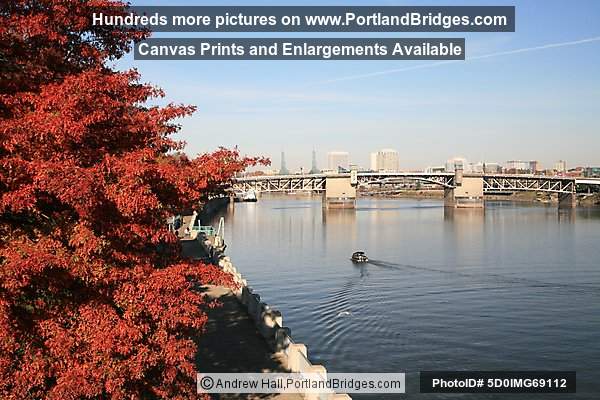 Fall Leaves, Morrison Bridge, Portland Riverfront