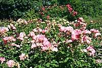 Portland International Rose Test Garden 