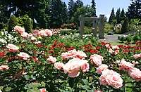 Portland Rose Garden 