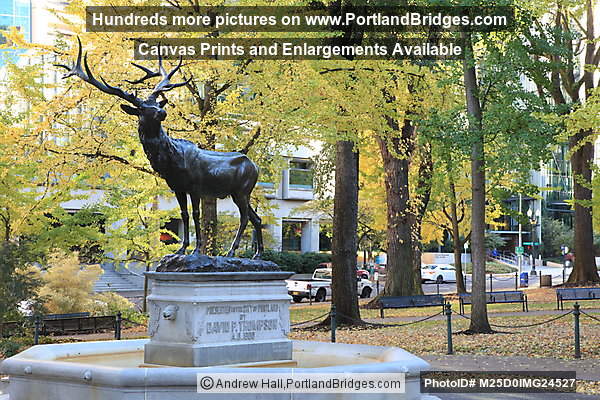 Thompson Elk, Fall Leaves, Downtown Portland