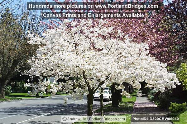 Laurelhurst, East Burnside, Spring Blossoms, Portland