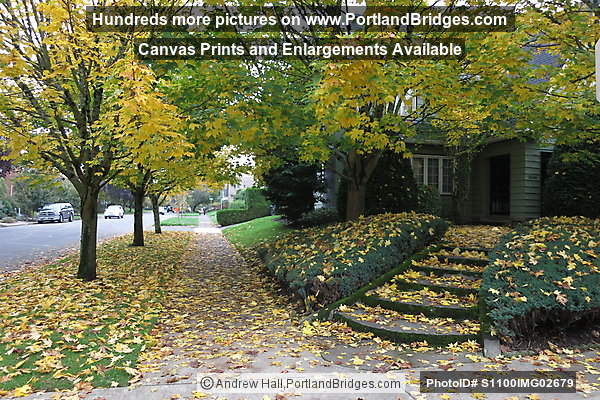 NE Knott Street, Fall Leaves (Portland, Oregon)