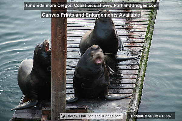 Sea Lions at Newport, Oregon, Bayfront