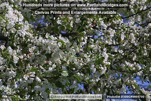 Spring Blossoms (Portland, Oregon)