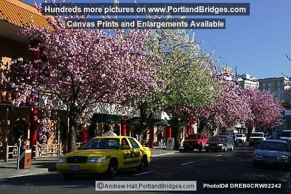 Portland Chinatown Spring Blossoms, Taxi