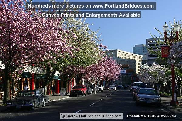 Portland Chinatown Spring Blossoms