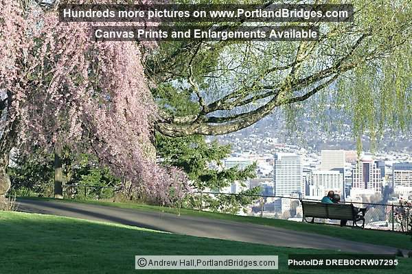Blooming Tree, Pittock Mansion Grounds (Portland, Oregon)