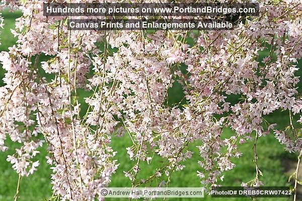 Spring Bloosoms, Closeup (Portland, Oregon)