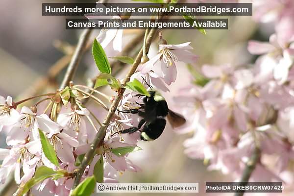 Spring Bloosoms, Closeup, Bee (Portland, Oregon)