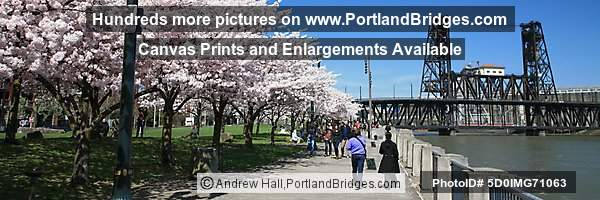 Waterfront Blossoms, Waterfront Park, Steel Bridge (Portland, Oregon)