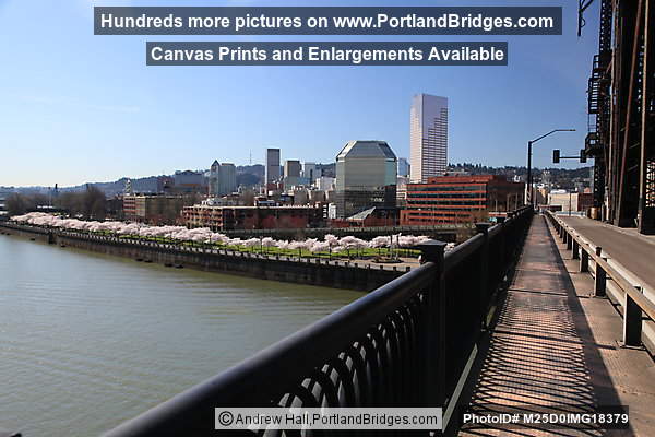 Downtown Portland, Cherry Blossoms, View from Steel Bridge 