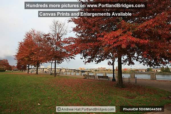 Fall Leaves, Tom McCall Waterfront Park (Portland, Oregon)