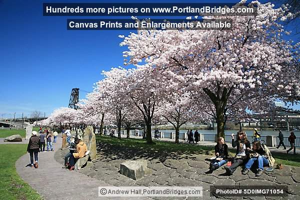 Waterfront Blossoms, Tom McCall Waterfront Park (Portland, Oregon)