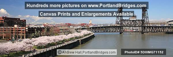 Waterfront Blossoms, Steel Bridge, Two MAX Trains (Portland, Oregon)