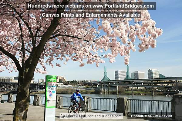 McCall Waterfront Park Blossoms (Portland, Oregon)