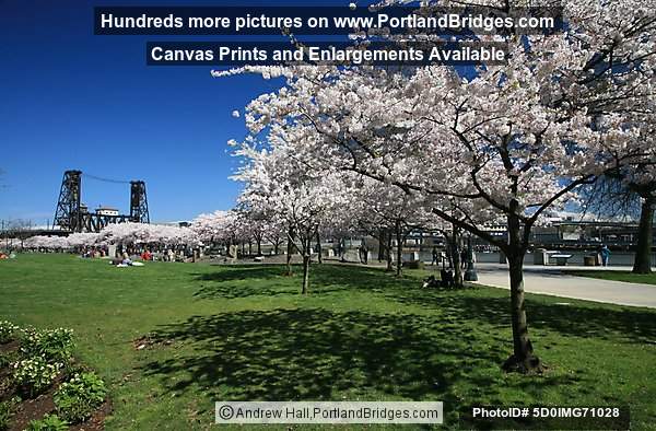 Waterfront Blossoms, Steel Bridge, Portland