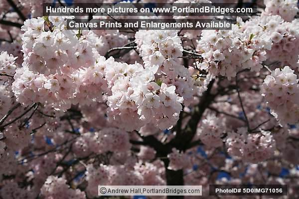 Waterfront Blossoms (Portland, Oregon)