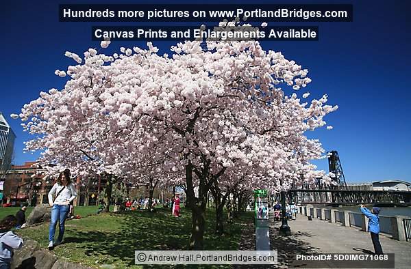 Waterfront Blossoms, Waterfront Park, Steel Bridge (Portland, Oregon)
