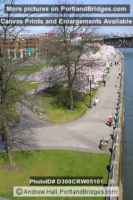 Waterfront Park, early spring, Portland