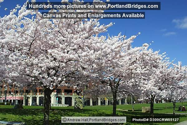 Waterfront Blossoms, Tom McCall Waterfront Park, Portland