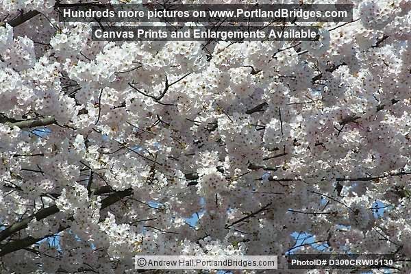 Waterfront Cherry Blossoms, Tom McCall Waterfront Park, Portland