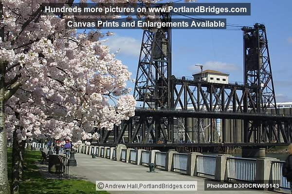Steel Bridge and Cherry Blossoms (Portland, Oregon)