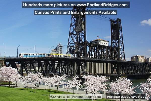 Steel Bridge with Waterfront Blossoms and MAX Train (Portland, Oregon)