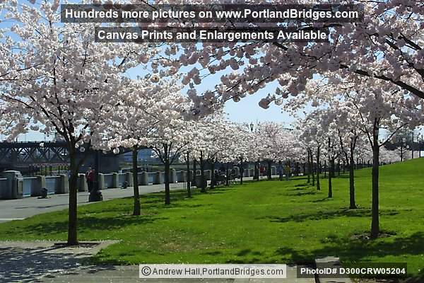 Tom McCall Waterfront Park Cherry Blossoms (Portland, Oregon)