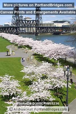 Steel Bridge and Cherry Blossoms (Portland, Oregon)