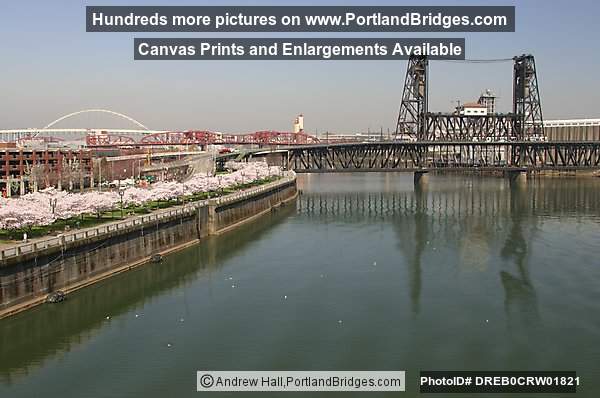 Willamette River, Steel Bridge, Blossoms (Portland, Oregon)