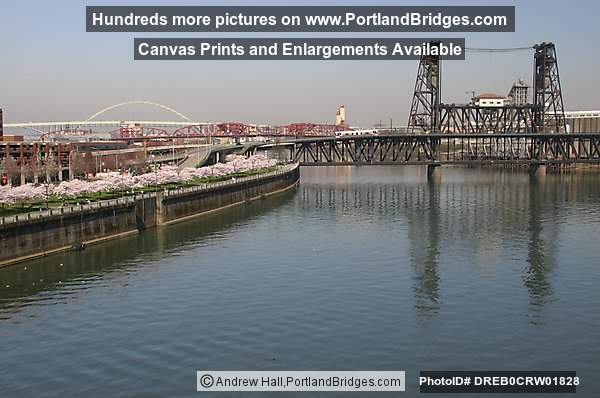Willamette River, Steel Bridge, Blossoms (Portland, Oregon)