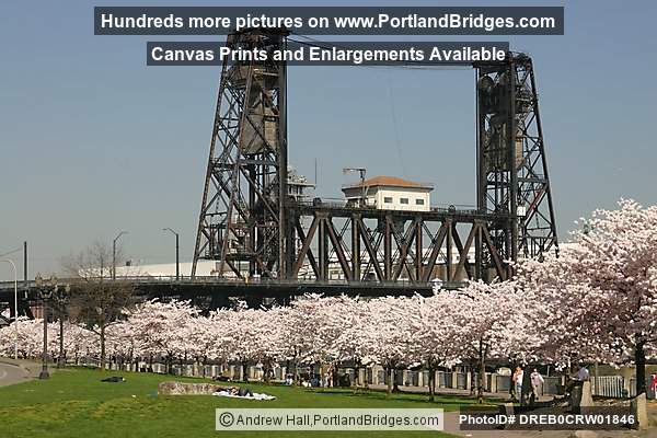 Steel Bridge, Waterfront Blossoms (Portland, Oregon)