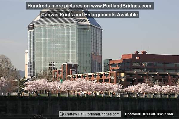 Waterfront Blossoms, Portland Buildings