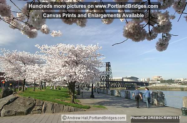 Waterfront Blossoms, Portland Riverfront